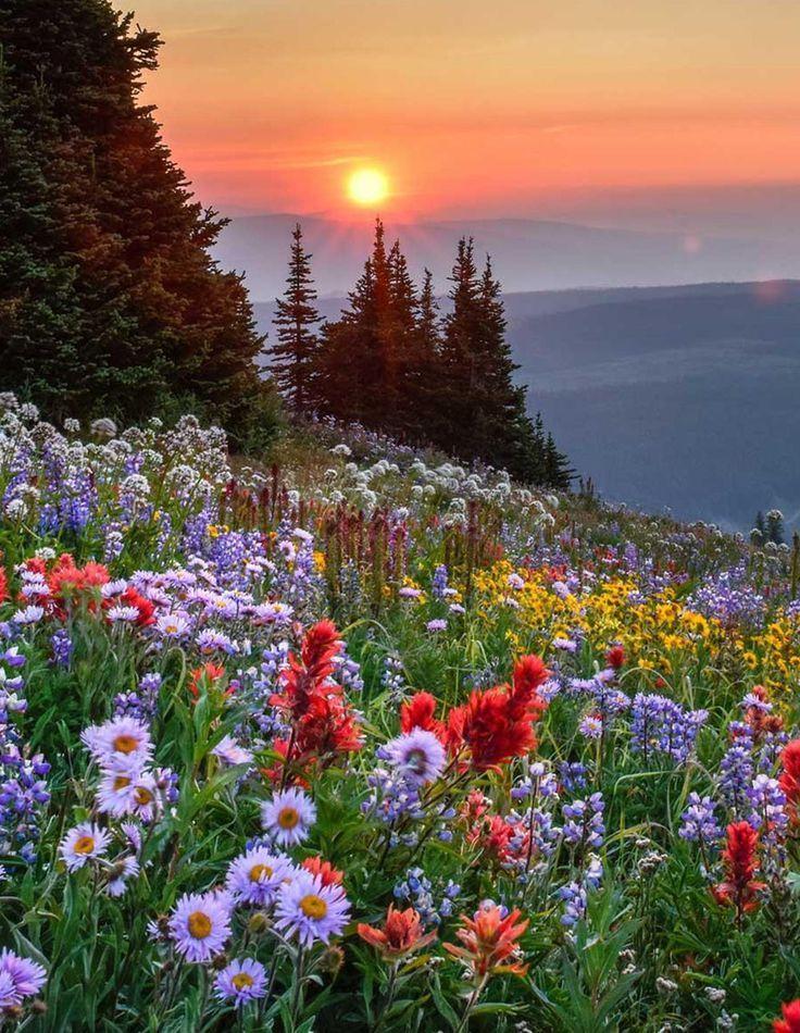 Harmony of Petals and Dreams